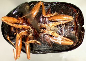 Media type: image; Entomology 20025   Aspect: habitus ventral view